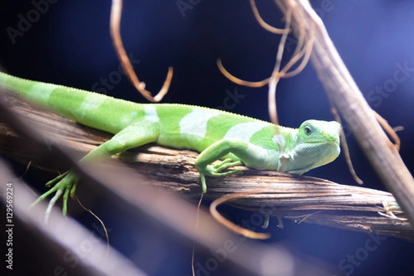 Obraz Lézard vert/Gecko
