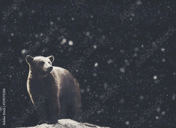 Fototapeta Bear winter portrait with dark and snow on the background. soft focus black and white picture