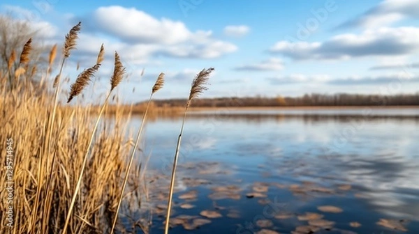 Fototapeta Tranquil Lakeside View with Reeds and Reflective Water Under a Beautiful Sky : Generative AI