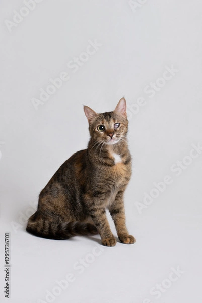 Obraz Studio portrait of a cute disabled cat blind on one eye, white background