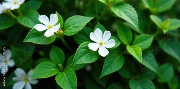 Fototapeta Delicate white flowers adorn dense green leaves on a flowering wall, white, delicate