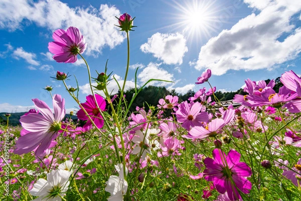 Obraz コスモスのある風景