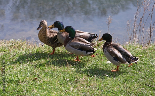 Obraz 3 canards faisant leur cour à madame canard