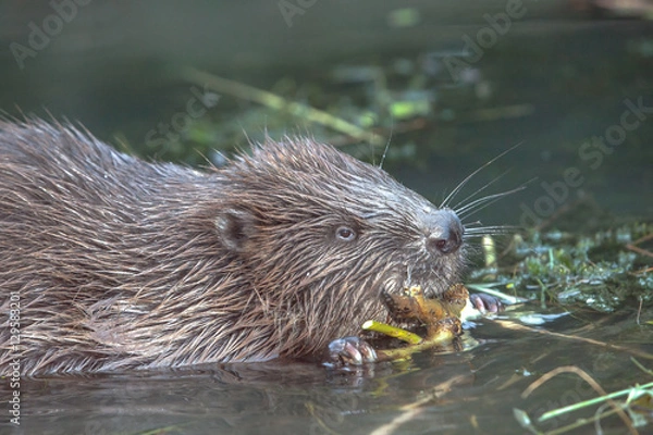 Fototapeta cool fun beaver