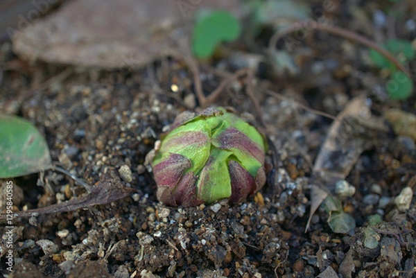 Fototapeta 森の大地に芽吹くフキノトウ」