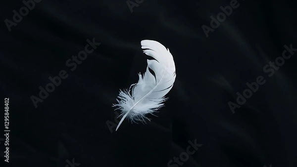 Obraz White feather on black background