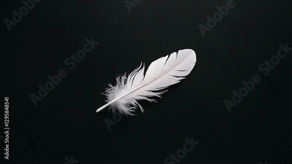 Obraz White feather on black background