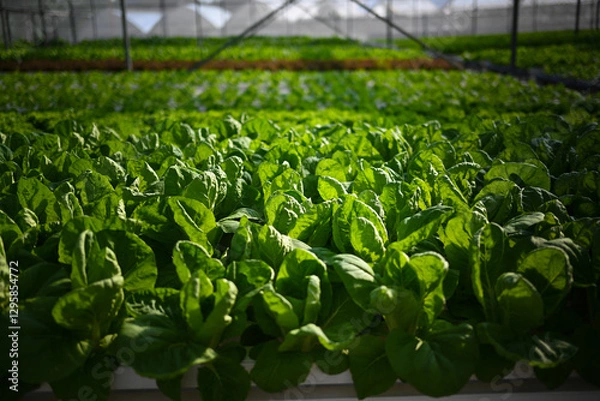 Obraz Hydroponic vertical farming systems