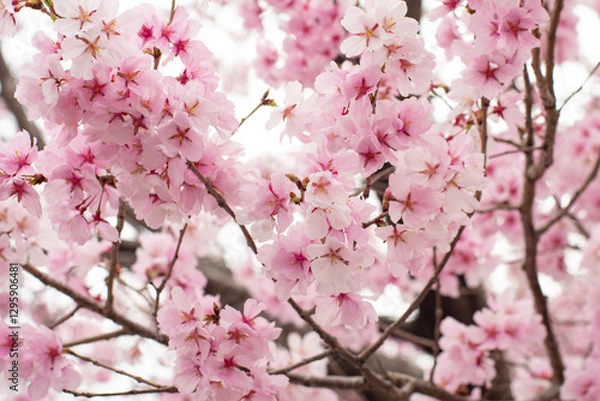 Fototapeta 狭山池公園の河津桜