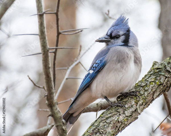 Obraz Blue Jay Perched