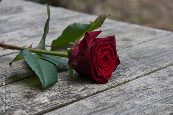 Obraz rote Stielrose