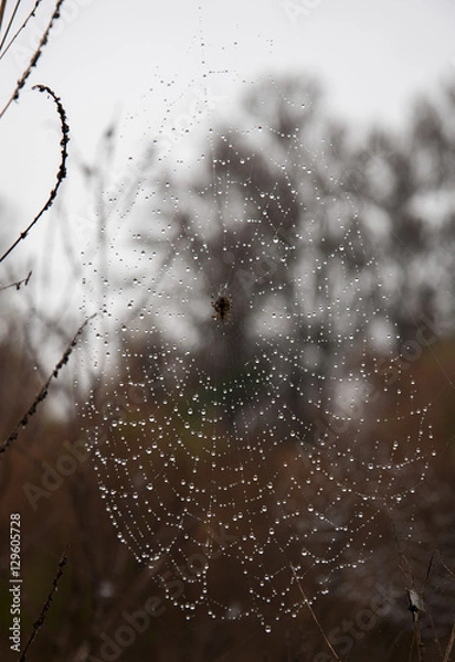 Fototapeta A spider on the web.