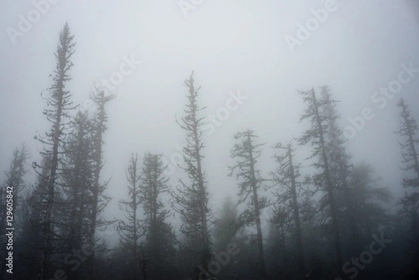 Fototapeta Autumn misty trees with naked branches