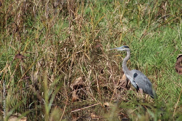 Obraz Blue Heron