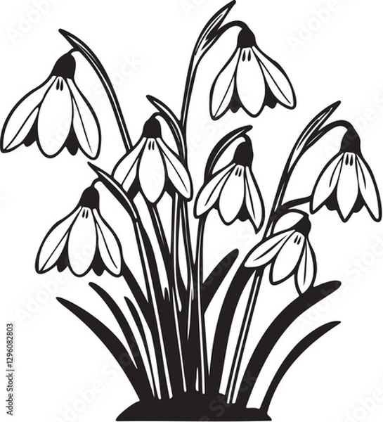 Fototapeta An elegant, hand-drawn black and white line artwork of delicate snowdrop flowers
