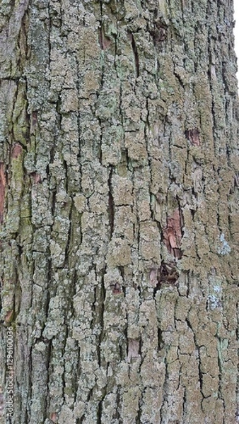 Fototapeta Texture, tree bark