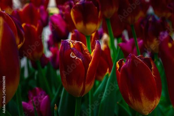 Fototapeta Red tulip