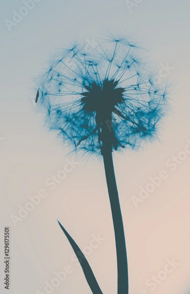 Obraz head of dandelion