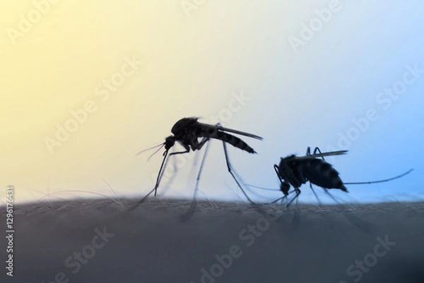 Obraz mosquitos
