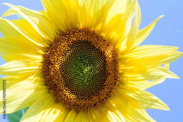 Fototapeta sunflower close-up