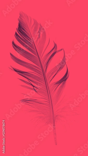 Obraz feather closeup