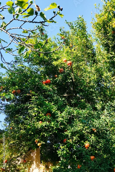Fototapeta A Vibrant Pomegranate Tree, Abundantly Bearing Delicious Fruit Under the Clear Blue Sky