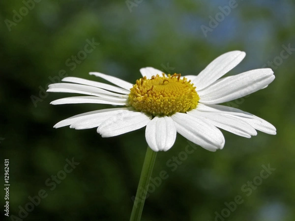 Fototapeta Leucanthemum vulgare, Margerite