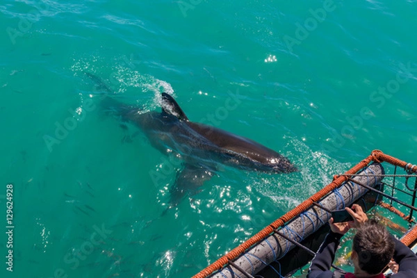 Fototapeta Shark Cage Diving