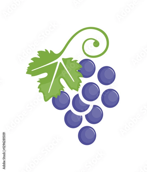 Fototapeta Grape bunch with grape leaf graphic design