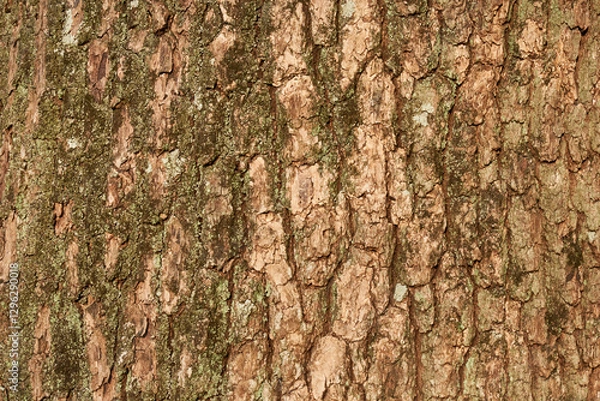 Fototapeta 苔の生えたクスノキの幹の模様・自然素材の背景（背景テクスチャーシリーズ）