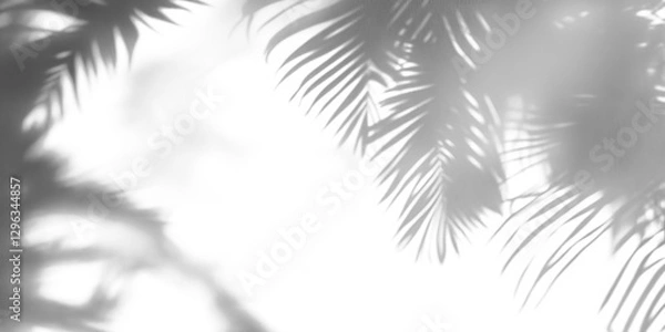 Obraz Soft shadows of palm tree leaves isolated on a transparent background