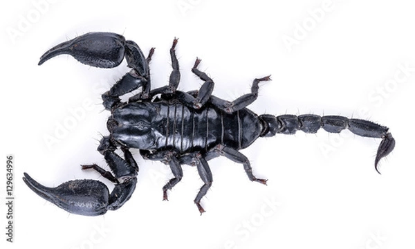 Fototapeta Scorpion isolated on white