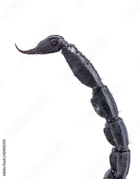 Fototapeta żądło gatunku palamnaeus fulvipes z Malezji