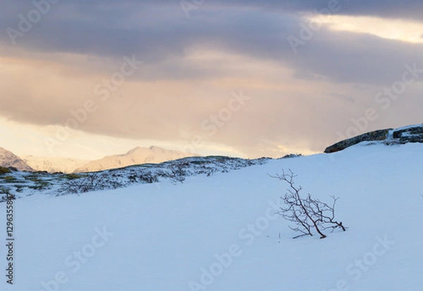 Obraz Beautiful small trees growing in the mountains above nordic fjords. Norway winter landscape during arctic day. Arctic nature in Scandinavia during winter season.