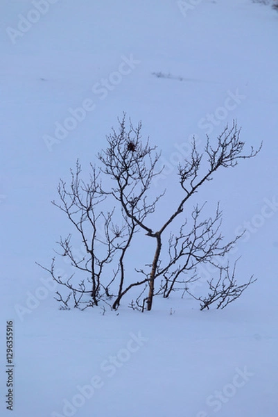 Obraz Beautiful small trees growing in the mountains above nordic fjords. Norway winter landscape during arctic day. Arctic nature in Scandinavia during winter season.