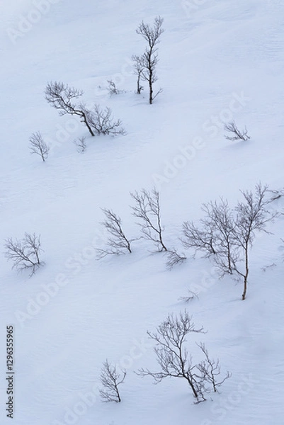 Obraz Beautiful small trees growing in the mountains above nordic fjords. Norway winter landscape during arctic day. Arctic nature in Scandinavia during winter season.