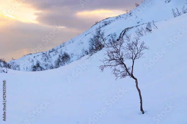 Obraz Beautiful small trees growing in the mountains above nordic fjords. Norway winter landscape during arctic day. Arctic nature in Scandinavia during winter season.