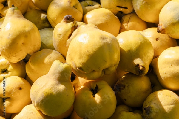 Fototapeta Quitten Ernte