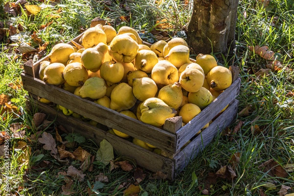 Fototapeta Quitten in einer Holzkiste