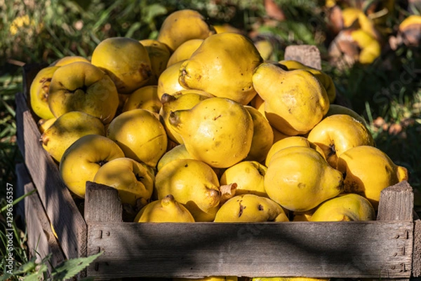 Fototapeta Quitten in einer Holzkiste
