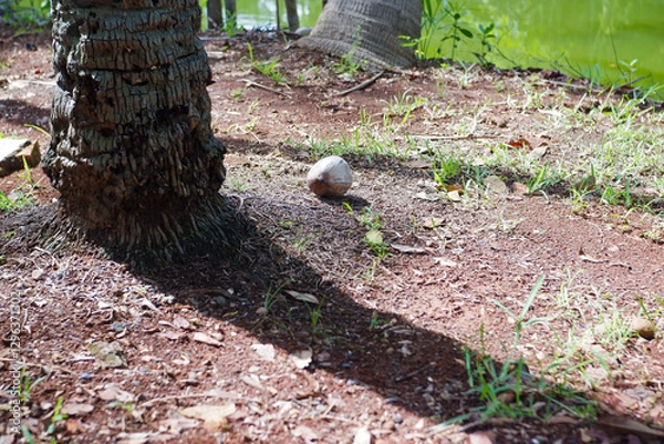 Obraz coconut falls on the ground
