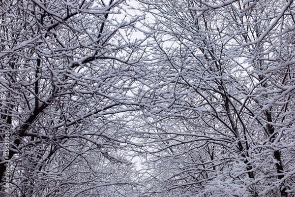 Obraz urban central park on the first snowy day of winter