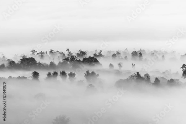 Obraz morze chmur nad lasem, czarno-białe odcienie w minimalistycznej fotografii