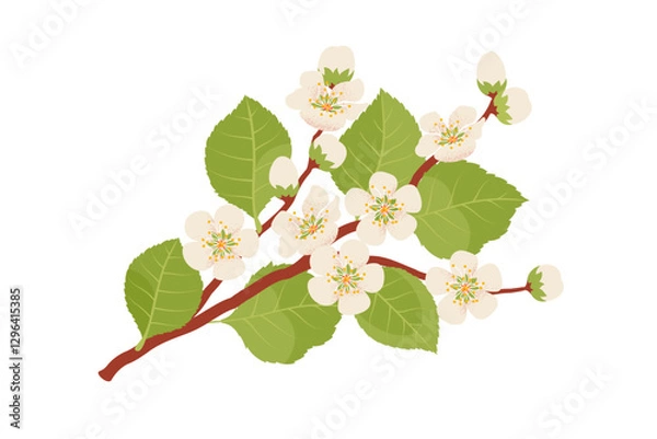 Fototapeta White peach, apricot, apple, or cherry flowering blossom branch. Vector illustration in hand-drawn flat style