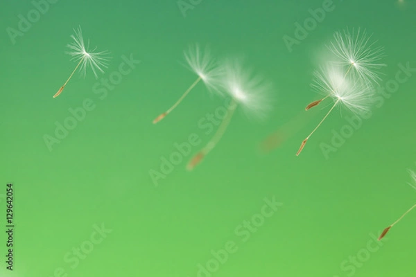 Fototapeta 空中を飛ぶタンポポの綿毛