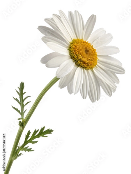Fototapeta chamomile isolated on transparent background