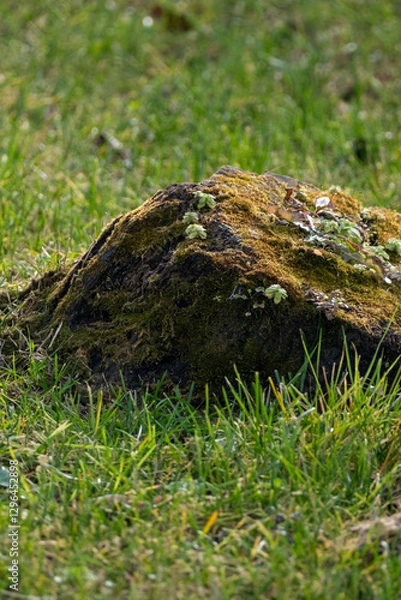 Fototapeta moss on the stump