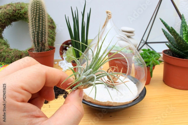 Obraz Creating terrariums