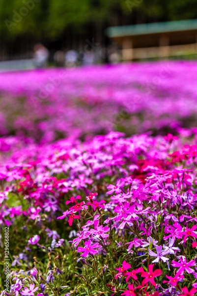 Obraz 岐阜県郡上市　 鮮やかな満開の芝桜　5月

