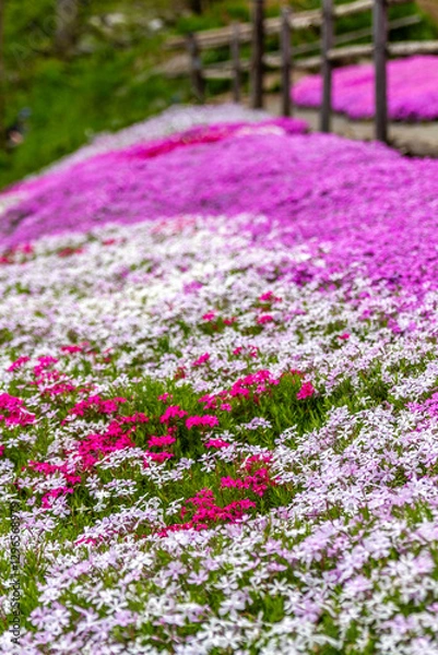Obraz 岐阜県郡上市　 鮮やかな満開の芝桜　5月
